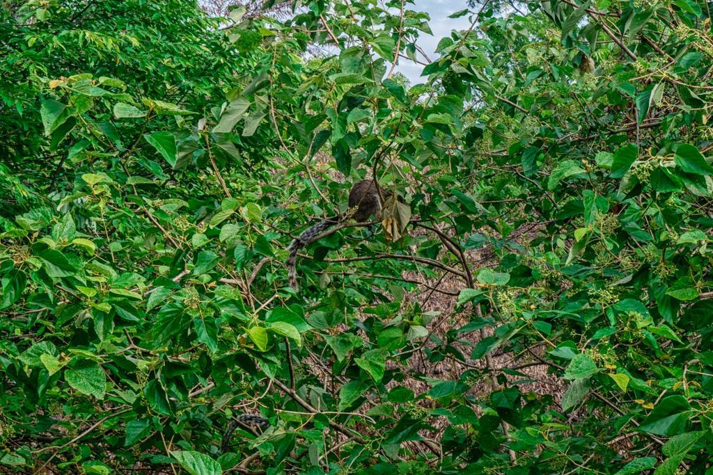 Vila Wildescape Polonnaruwa Exteriér fotografie